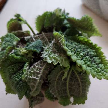 Pilea mollis 'Moon Valley'