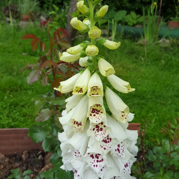 Plant image Digitalis purpurea 'Dalmatian White'