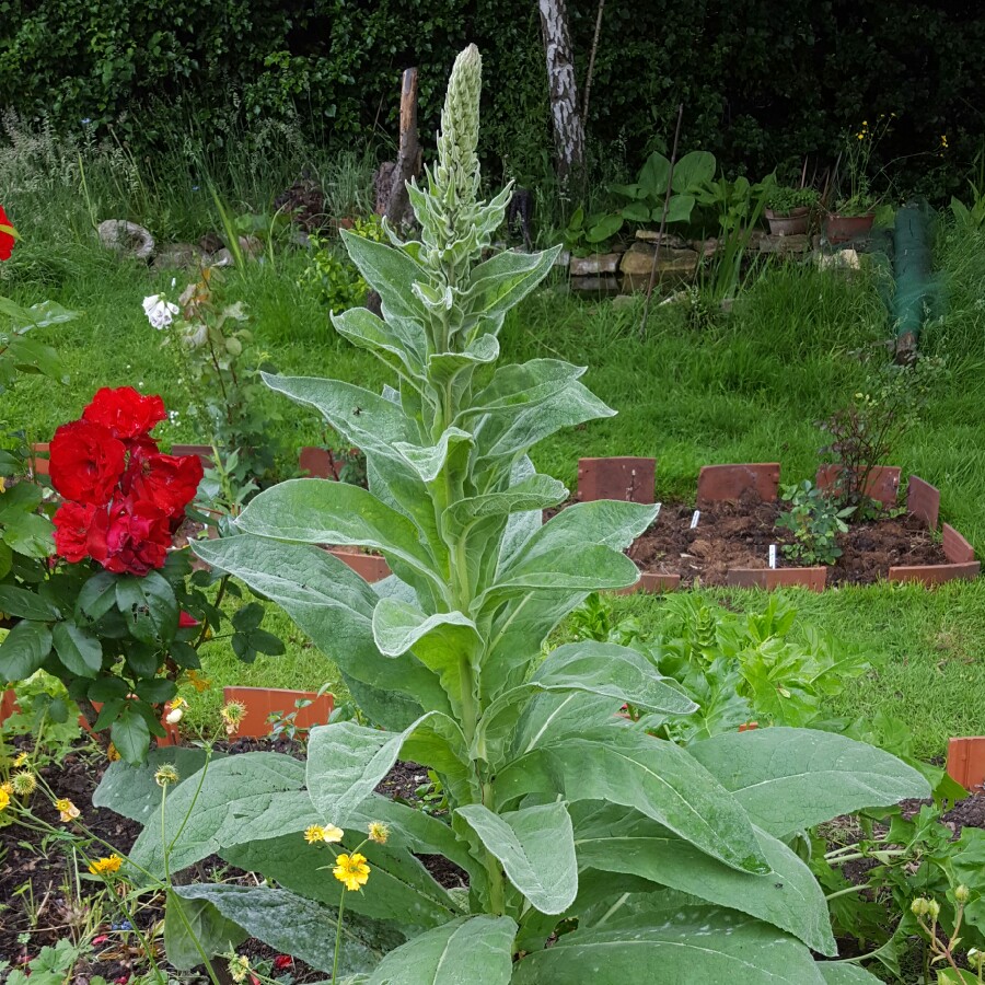 Plant image Verbascum thapsus