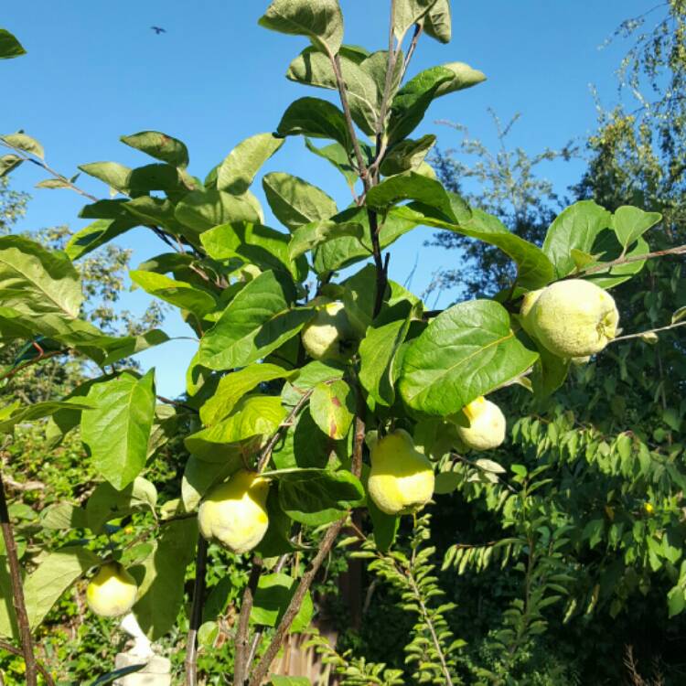 Plant image Cydonia oblonga 'Meech's Prolific'