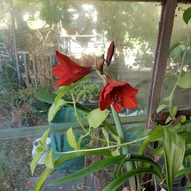 Plant image Hippeastrum (Galaxy Group) 'Orange Souvereign'