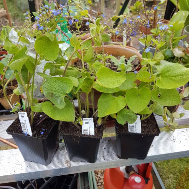 Plant image Brunnera macrophylla