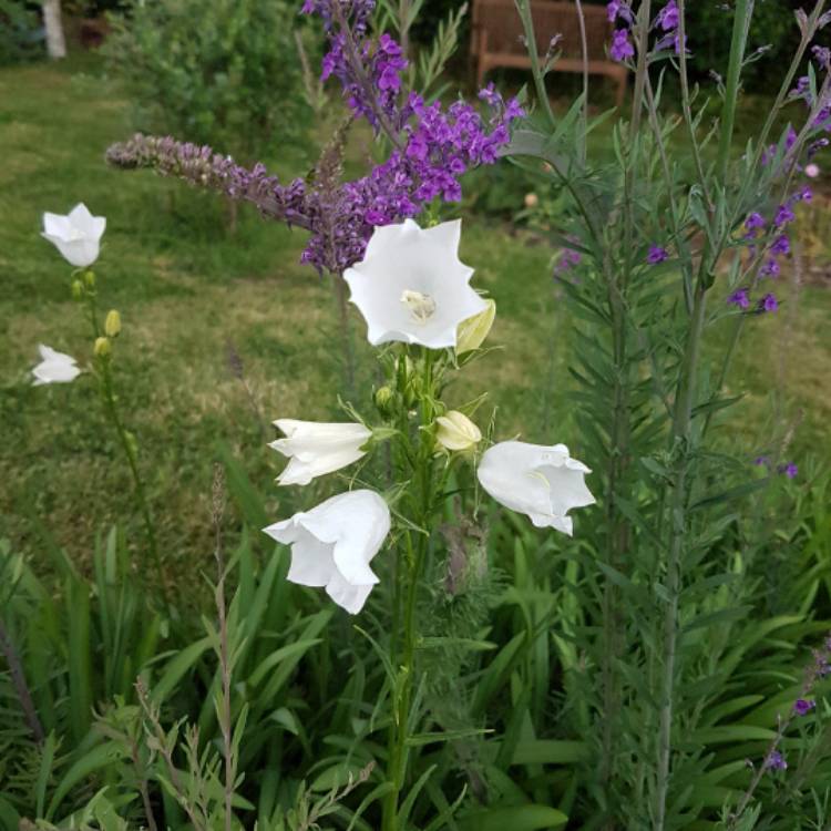 Plant image Campanula cochleariifolia 'Swinging Bells White'