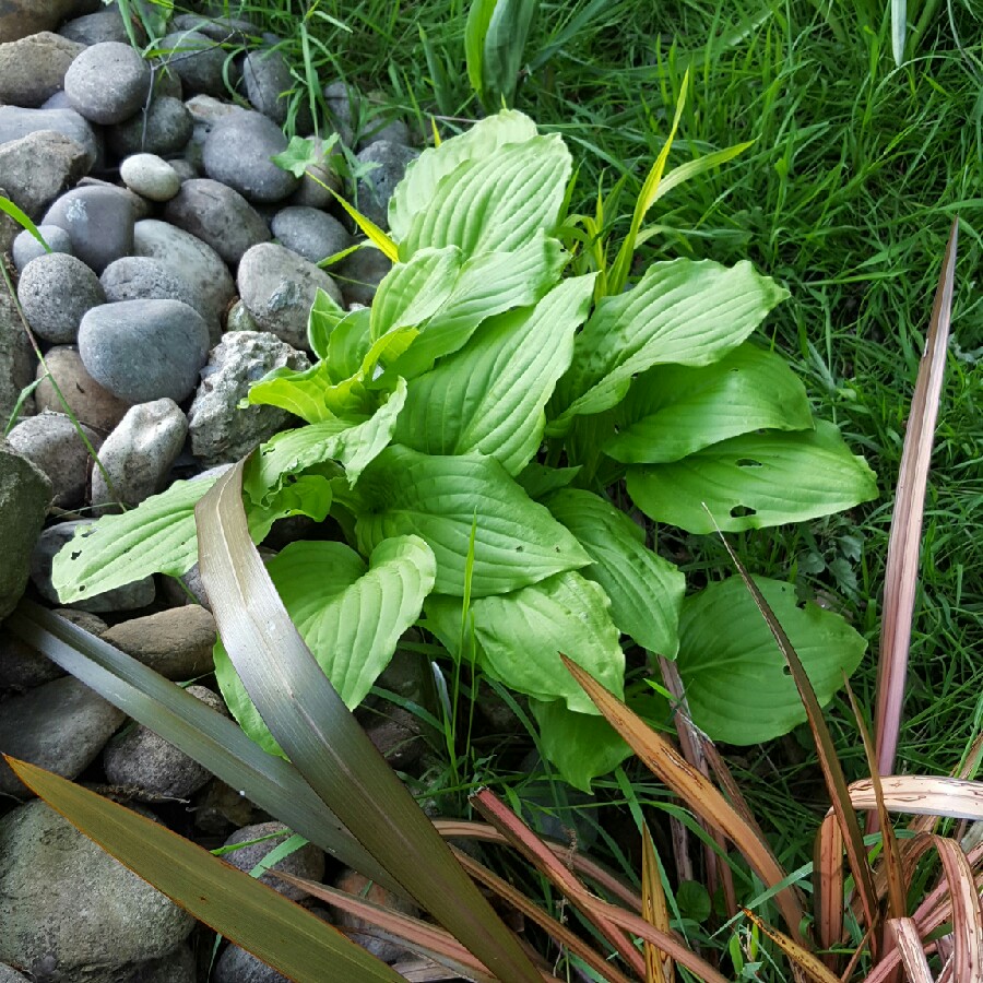 Plant image Hosta 'Honeybells'