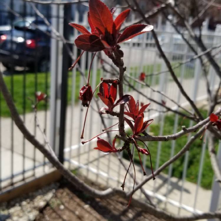 Plant image Malus 'Prairifire' syn. Malus 'Prairiefire', Malus 'Prairie Fire'