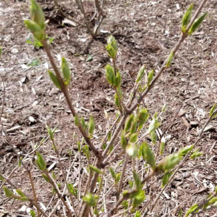 Plant image Syringa pubescens subsp. patula 'Miss Kim'