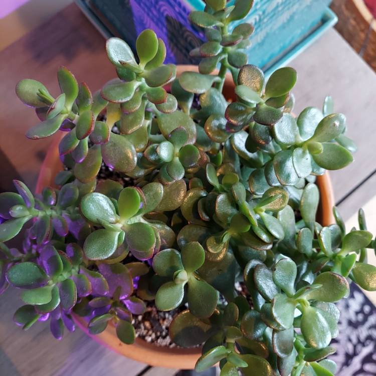 Crassula ovata 'Minima', Dwarf Jade Plant - uploaded by @lreasons