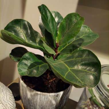 Fiddle Leaf Fig