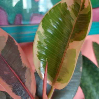 Rubber Tree 'Ruby'