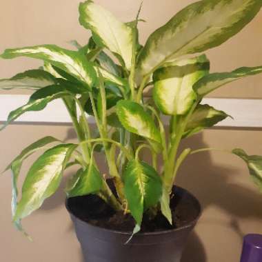 Dumb cane 'Tropic Snow'