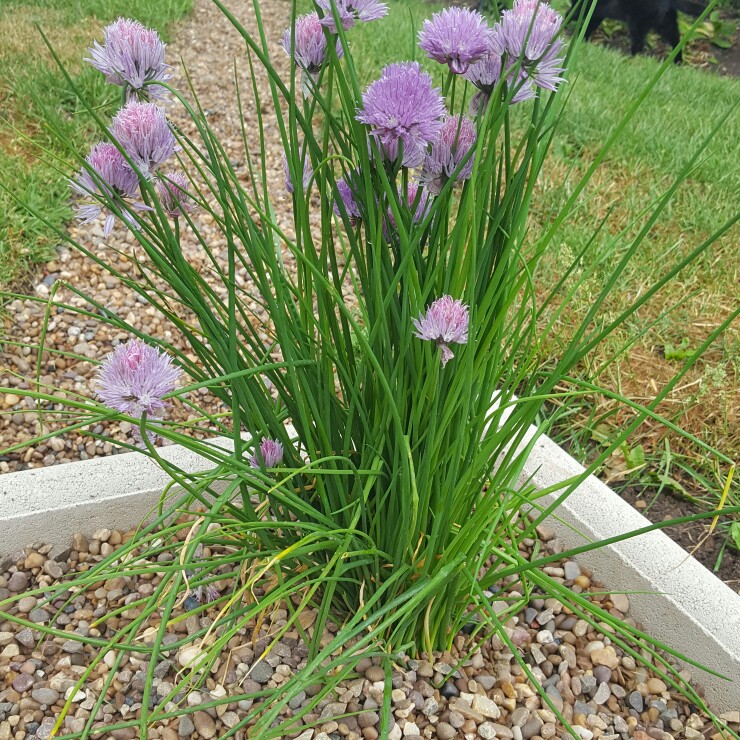 Chives