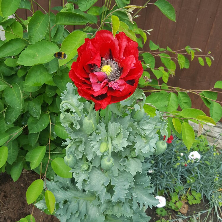 Opium Poppy