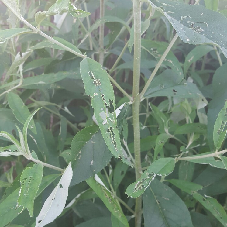 Butterfly Bush