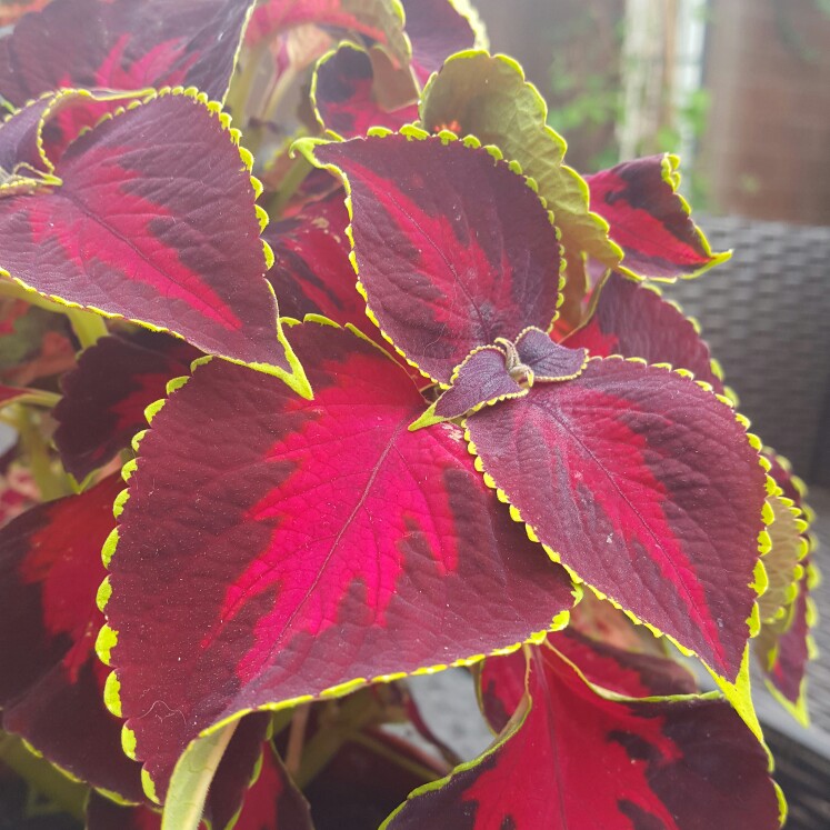 Coleus 'Chocolate Covered Cherry'