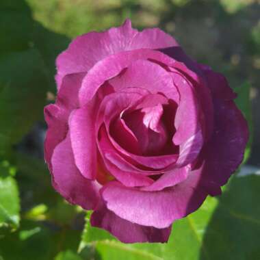 Rose 'Blue For You'