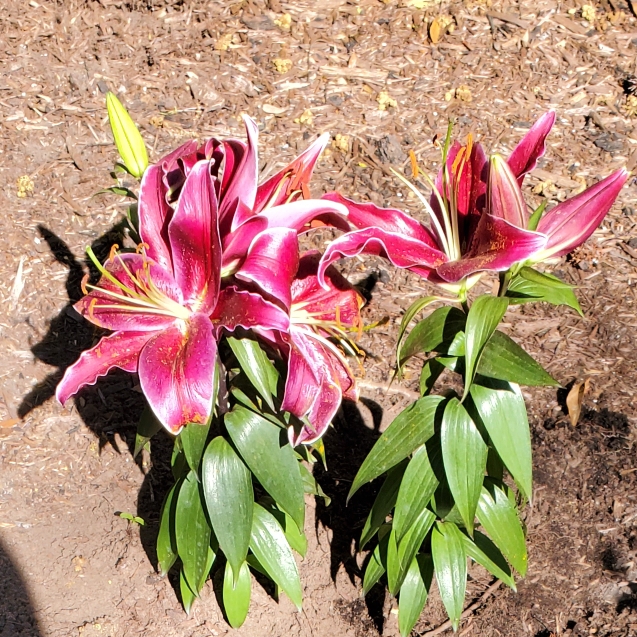 Plant image Lilium 'Tasman' syn. Lilium 'World News'