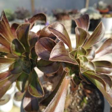 Aeonium 'Simsii xZwartkop'