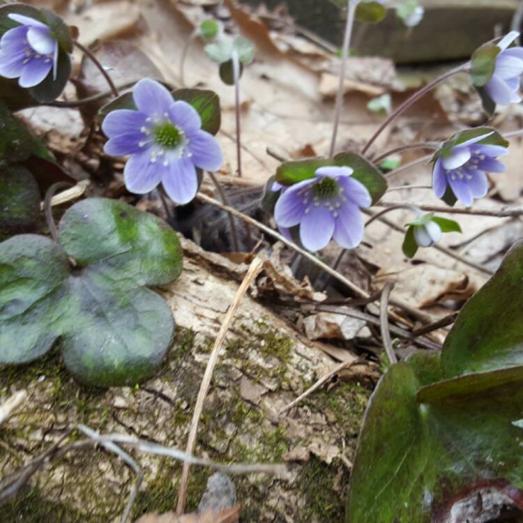 Plant image Anemone americana