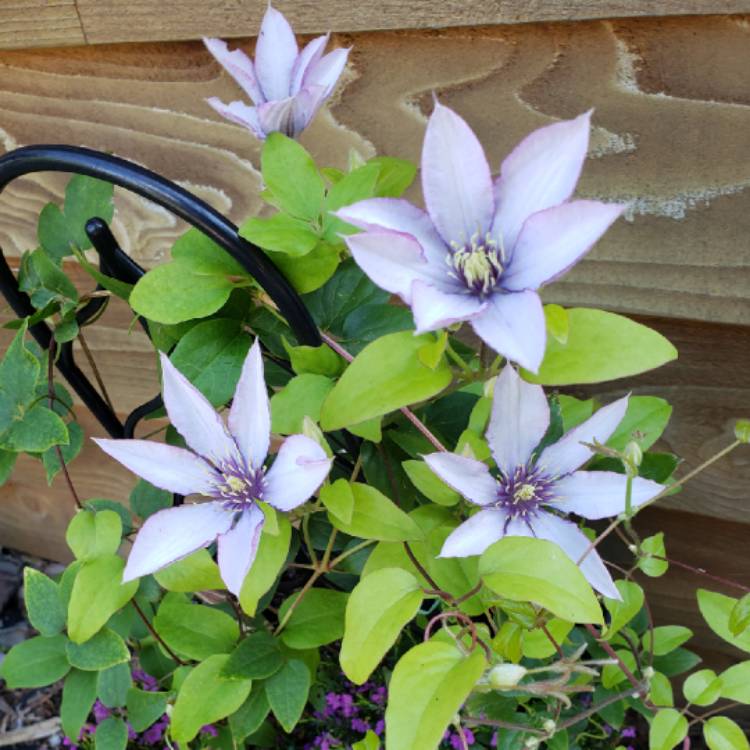 Plant image Clematis 'Samaritan Jo'™ evipo075