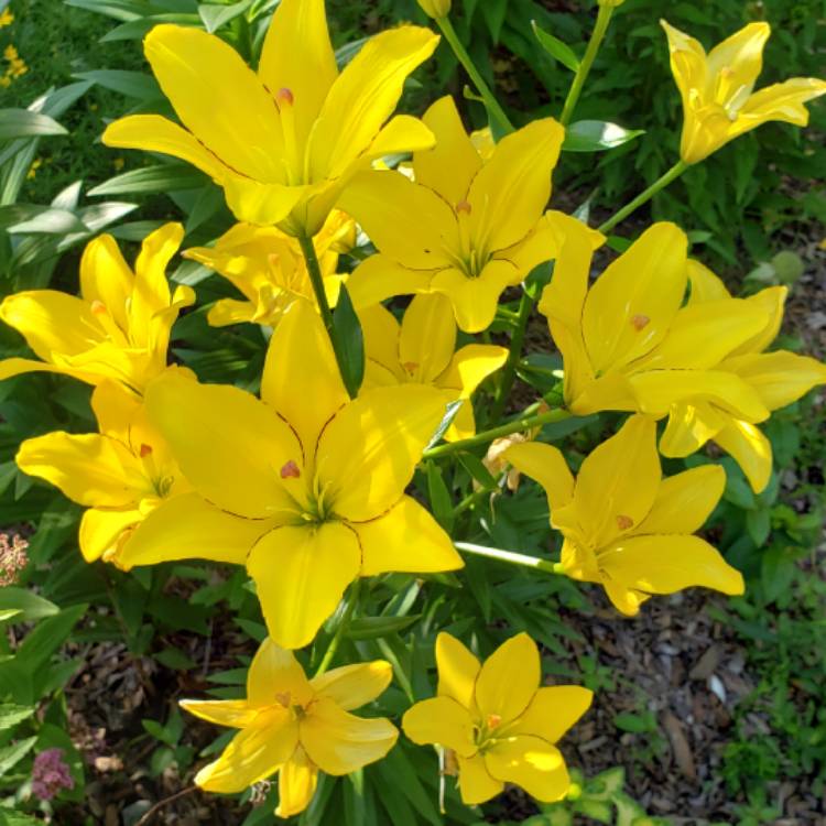 Plant image Lilium 'Yellow Cocotte'