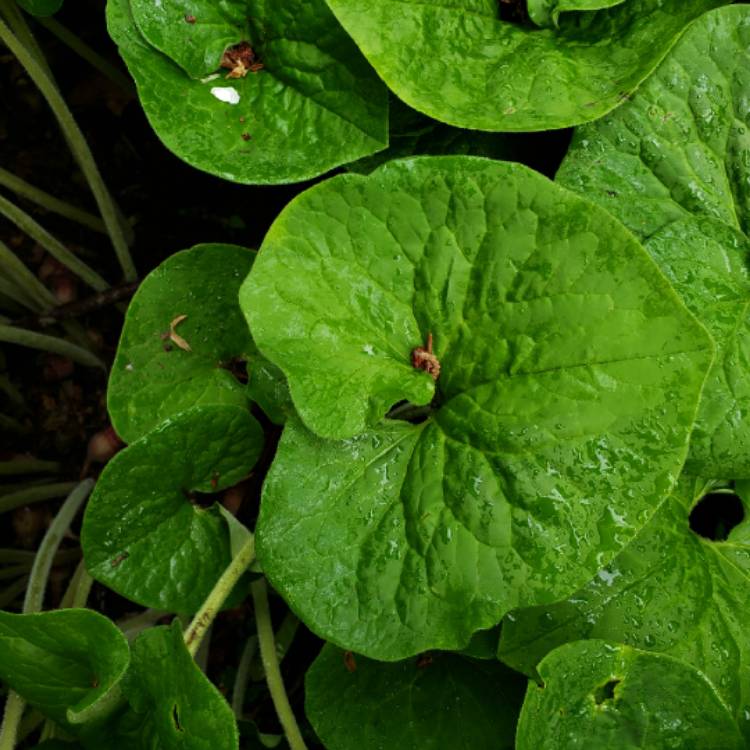 Plant image Asarum caudatum