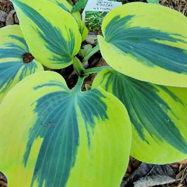 Plantain Lily 'Autumn Frost'