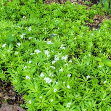 Sweet Woodruff