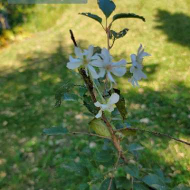 Autumn Cherry Tree