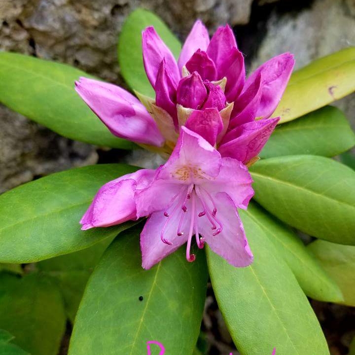 Plant image Rhododendron 'Aglo'