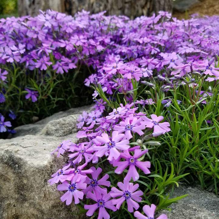 Plant image Phlox subulata 'Purple Beauty'