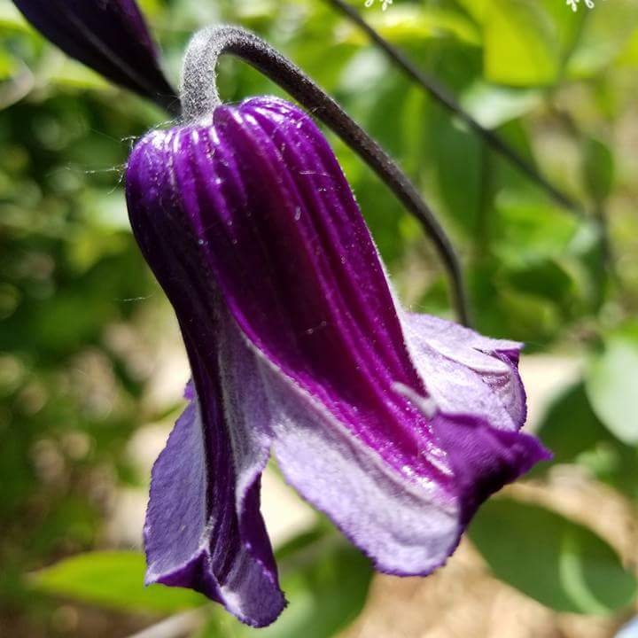 Plant image Clematis 'Rooguchi'