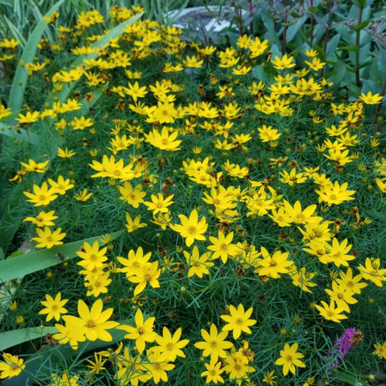 Plant image Coreopsis verticillata 'Moonbeam'