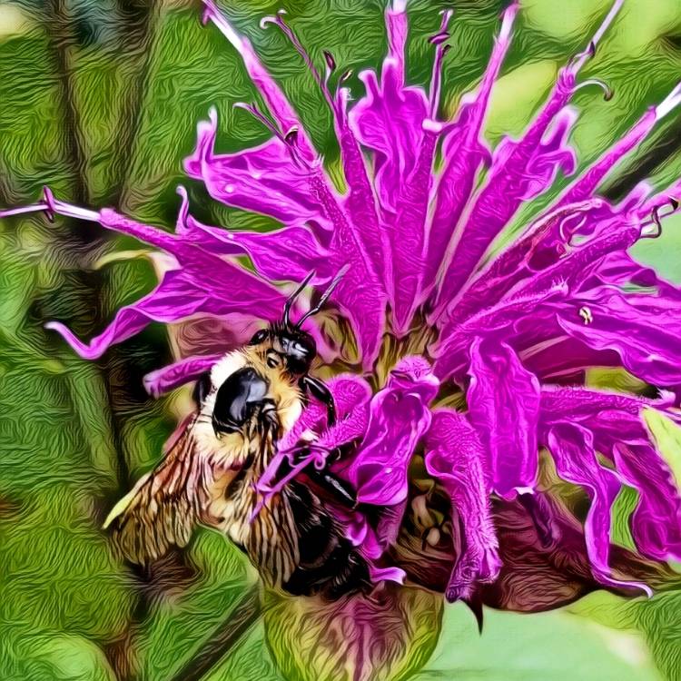 Plant image Centaurea Pulcherrima