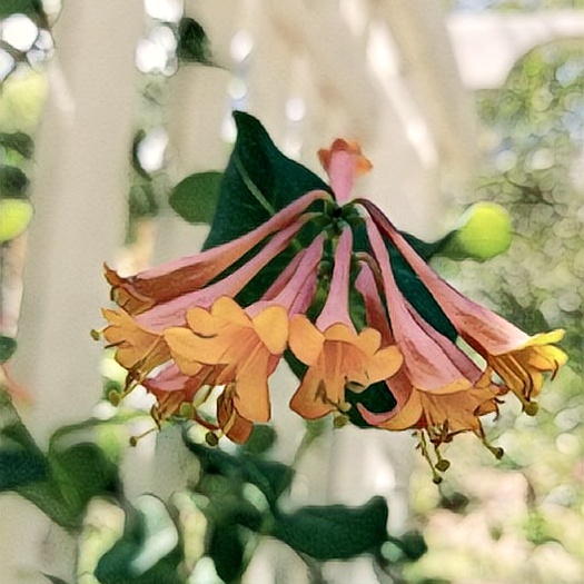 Plant image Lonicera 'Mandarin'