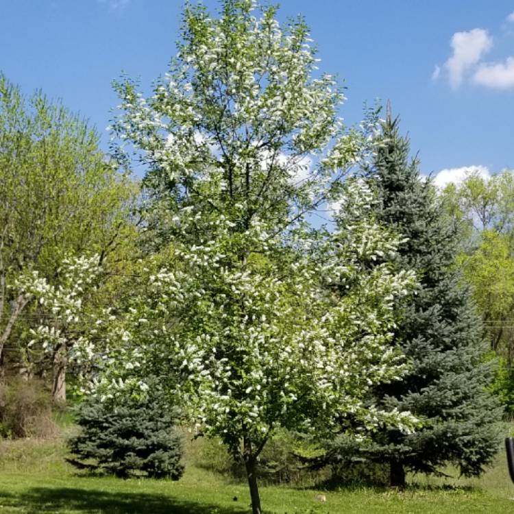 Plant image Malus 'Snowdrift'