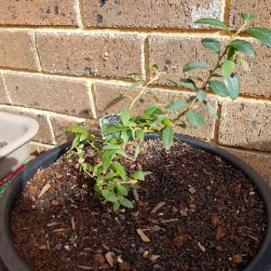 Vaccinium corymbosum 'Sunshine Blue'