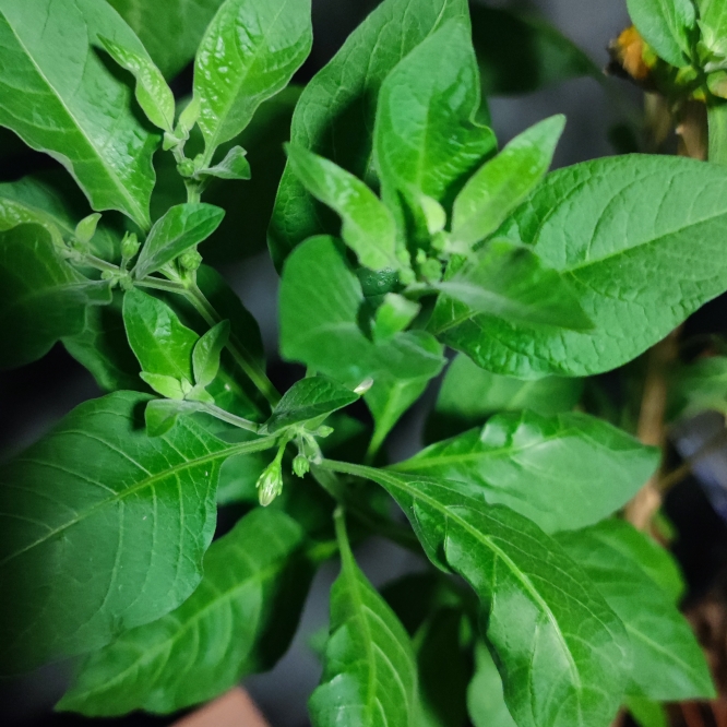 Plant image Solanum rantonnetii