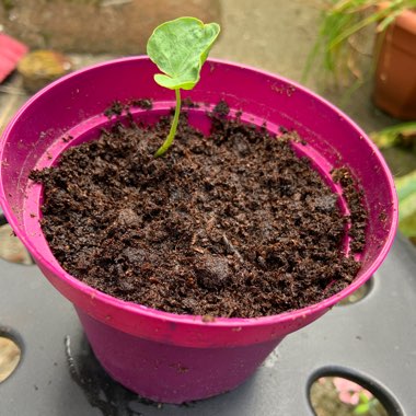 Nasturtium 'Princess of India'