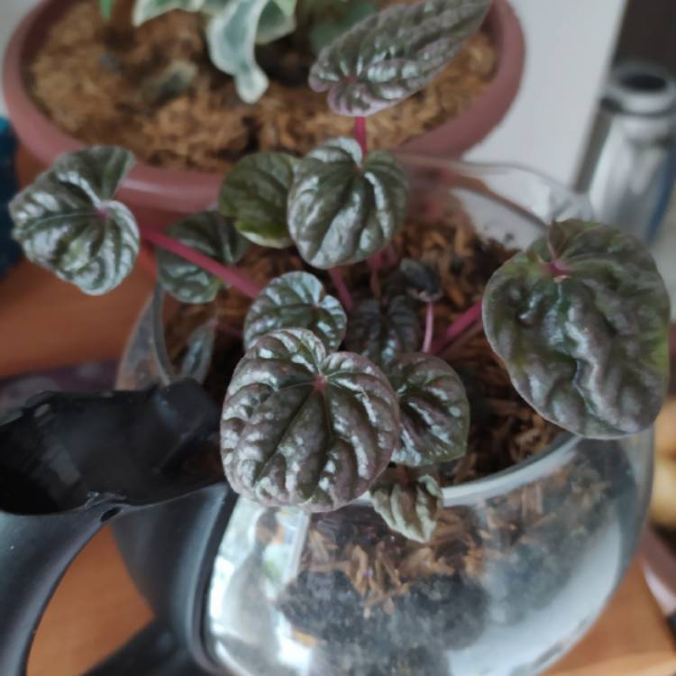 Plant image Peperomia caperata 'Apricot'