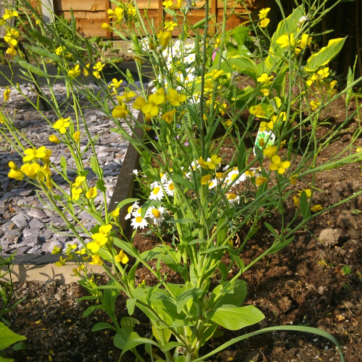 Pak Choi