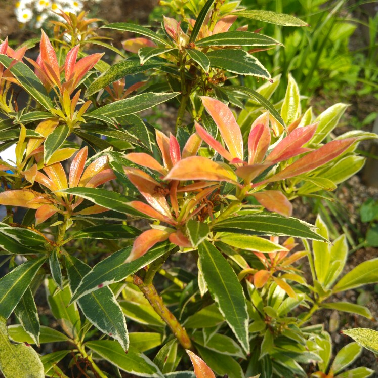 Pieris 'Carnaval'