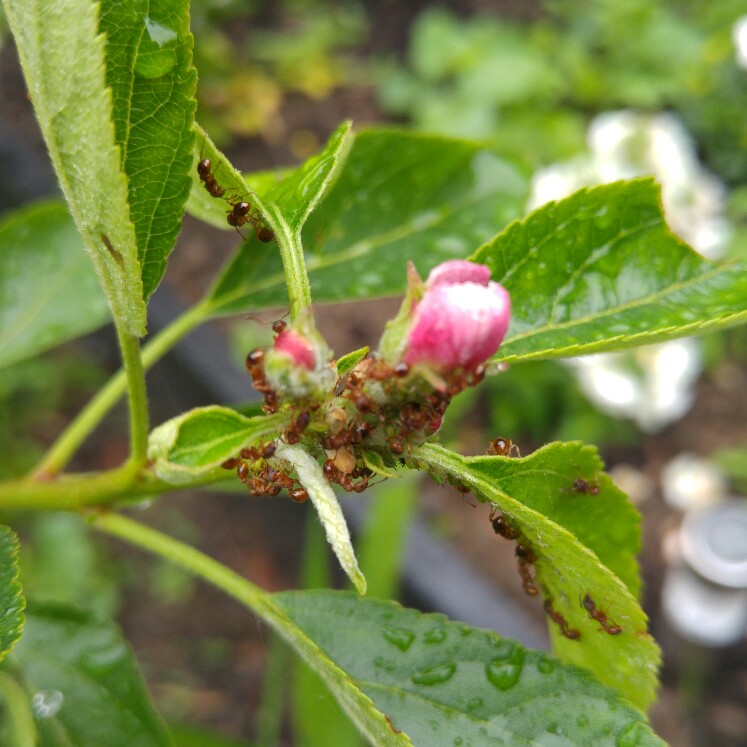 Apple 'Cox's Orange Pippin'