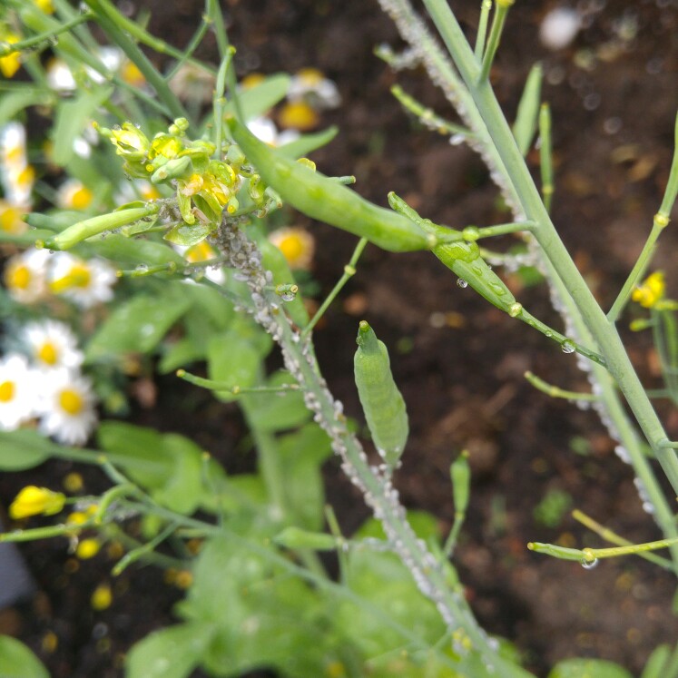 Pak Choi