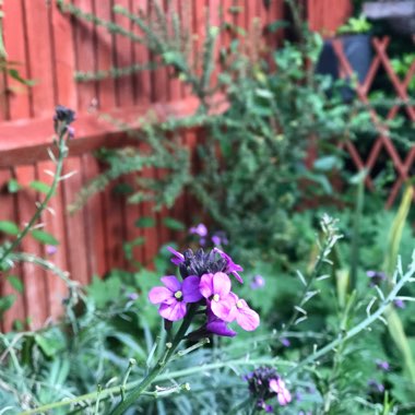 Wallflower 'Bowles's Mauve'