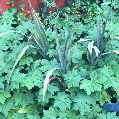 Pelargonium (Geranium)