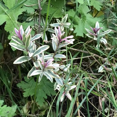 Shrubby Veronica 'Champseiont'