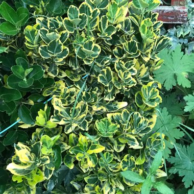 Spindle 'Golden Harlequin'