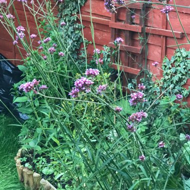 Purple Top Vervain