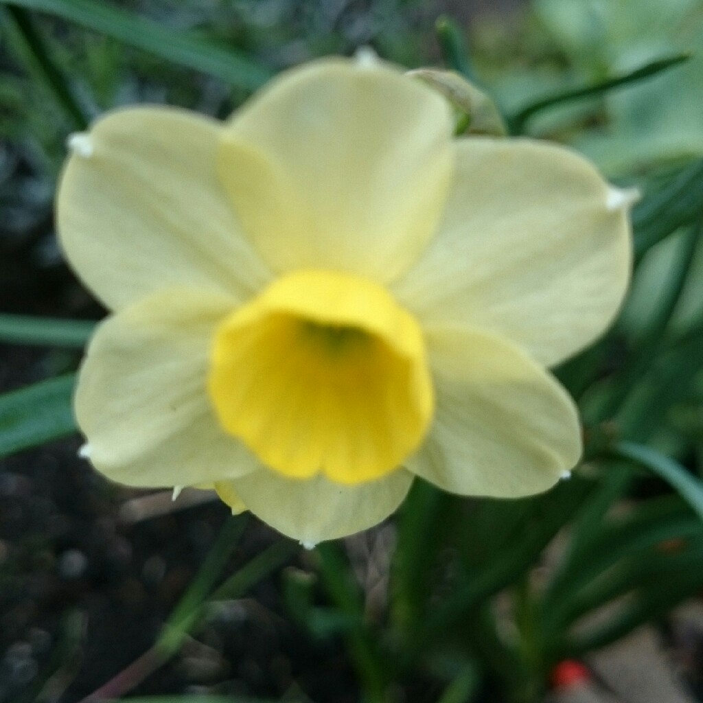 Daffodil