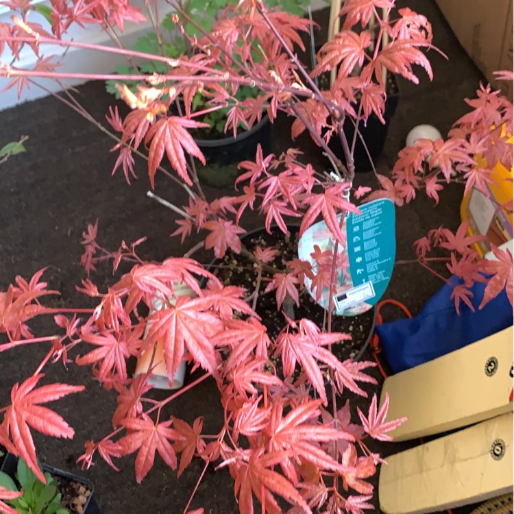 Plant image Acer palmatum 'Shin-deshojo'